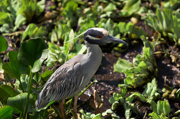 Fototapeta premium blue heron
