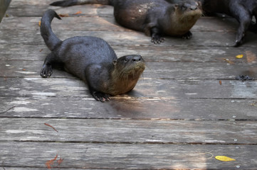 river otters