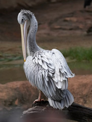 white pelican