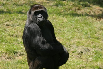 femelle gorille de fâce