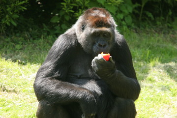 femelle gorille mangeant une tomate