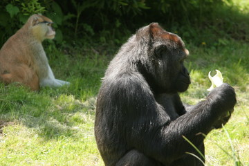 femelle gorille et patas