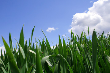 hohes gras