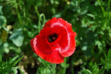 mohn