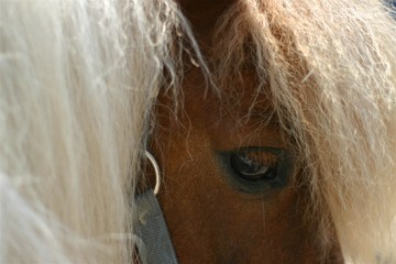 horse eye