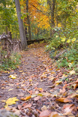 autumn pathway