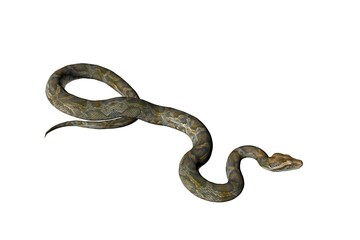 isolated snake two
