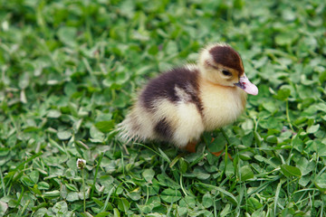 duckling