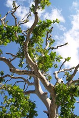 weird tree