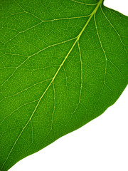 leaf skeleton