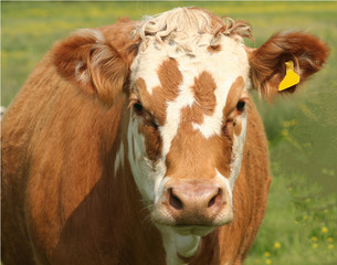 bovine face