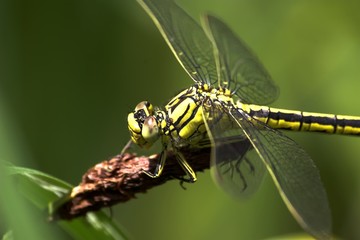 westliche keiljungfer