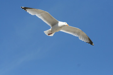 Fototapeta premium soaring seagull