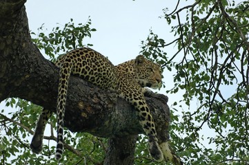 leopard in kruger national park