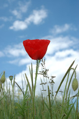 joli coquelicot
