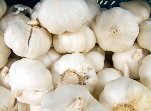 knoblauch