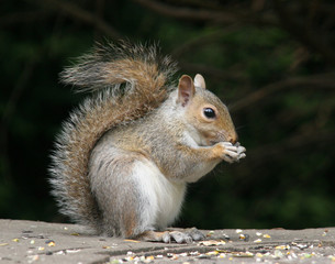Naklejka na ściany i meble squirrel sitting eating seeds