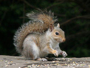 Naklejka na ściany i meble squirrel picking up seeds