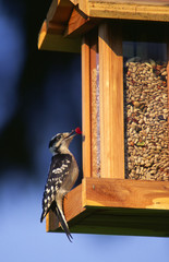 woodpecker at bird feeder