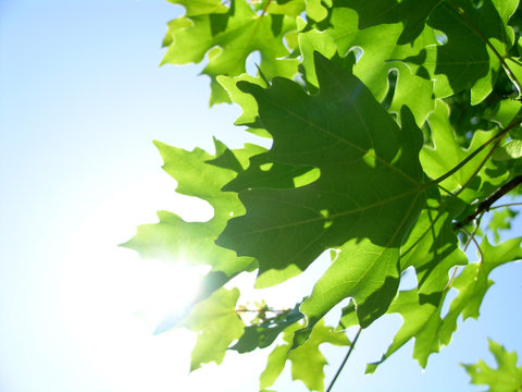 sunshine in maple leaves
