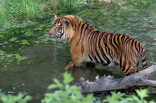 tigre 002