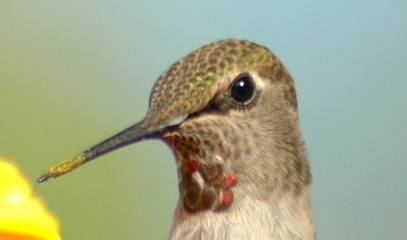hummingbird head