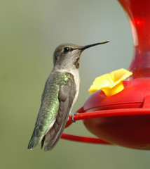 hummingbird