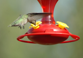 Fototapeta premium hummingbird hovering