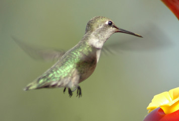 Fototapeta na wymiar hummingbird hovering