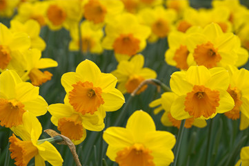 yellow-orange narcissi in keukenhoff, netherlands