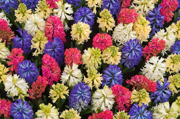 Fototapeta na wymiar multicolored flower-bed in keukenhoff, netherlands