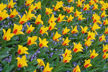 Fototapeta na wymiar yellow-red tulips in keukenhoff, netherlands