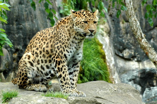 guepard 001