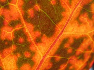 feuille de croton en gros plan