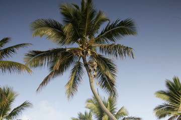 Fototapeta na wymiar palm tree climber