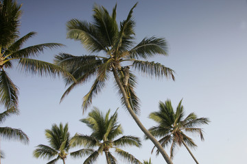 Fototapeta na wymiar palm tree climber 2