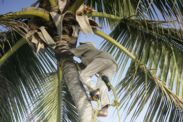 palm tree climber - close