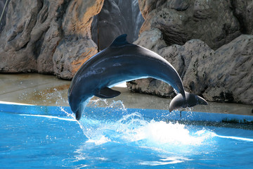 dolphin