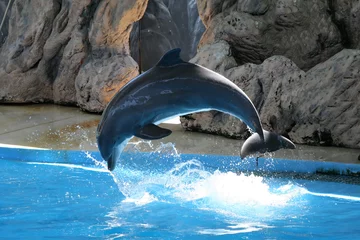 Türaufkleber Delfin © Stephen Coburn