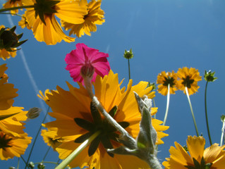 une fleur fuschia parmi les jaunes