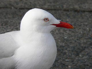 seagull