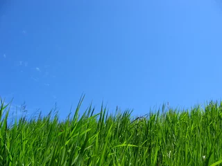 Foto op Plexiglas green grass & blue sky © Blueminiu