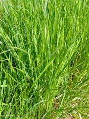 grass close-up