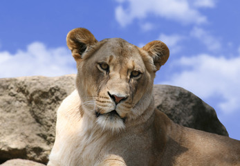 lioness