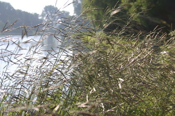 grass at lake