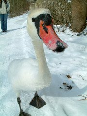 nosey swan