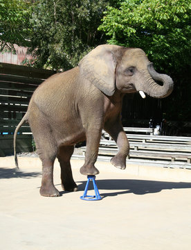 Fototapeta elephant