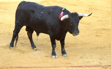 Acrylic prints Bullfighting bullfighting