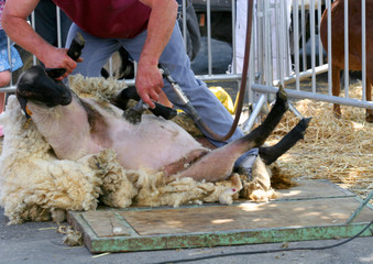 tonte d'un mouton