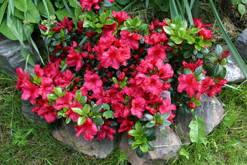 rote azalee mit steinen